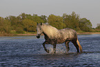 bathing Lipizzaner-Cross