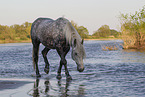 bathing Lipizzaner-Cross