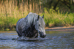 bathing Lipizzaner-Cross