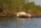 bathing Lipizzaner-Cross