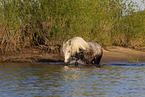 bathing Lipizzaner-Cross