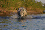 bathing Lipizzaner-Cross