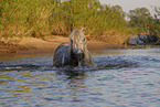 bathing Lipizzaner-Cross