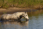 bathing Lipizzaner-Cross