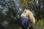 Lipizzaner-Cross Portrait