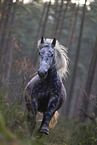 galloping Lipizzaner-Cross