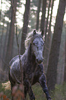 galloping Lipizzaner-Cross