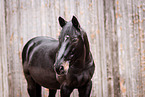 Frisian-Horse-Cross Portrait
