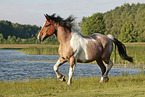 Criollo-Cross gelding