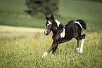 Baroque-Pinto-Trotter Foal