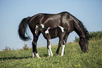 Baroque-Pinto-Trotter Foal