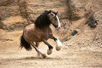 Irish-Tinker-Shire-Horse gelding