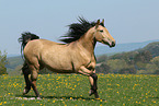 knabstrup-Lusitano