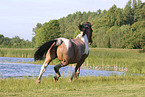 Criollo-Cross Stallion