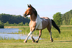 Criollo-Cross Stallion