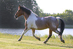 Criollo-Cross Stallion