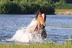 Criollo-Cross Stallion