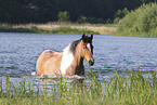 Criollo-Cross Stallion