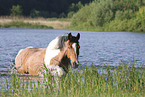 Criollo-Cross Stallion
