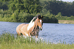 Criollo-Cross Stallion
