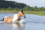 Criollo-Cross Stallion