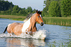 Criollo-Cross Stallion