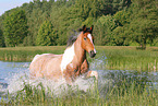 Criollo-Cross Stallion