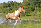 Criollo-Cross Stallion
