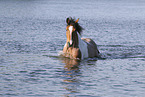 Criollo-Cross Stallion