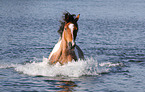 Criollo-Cross Stallion