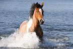 Criollo-Cross Stallion