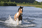 Criollo-Cross Stallion