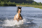 Criollo-Cross Stallion