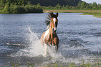 Criollo-Cross Stallion