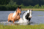 Criollo-Cross Stallion