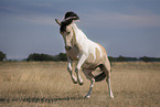 galloping Tinker-Cross