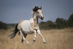 galloping Tinker-Cross