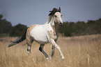 trotting Tinker-Cross
