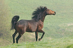 Arabian-Horse-Cross