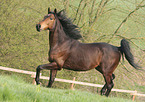 Arabian-Horse-Cross