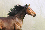 Arabian-Horse-Cross