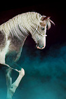 Arabian-Horse-Cross