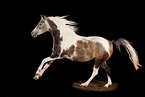 Arabian-Horse-Cross