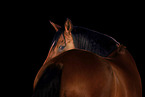 Arabian-Horse-Cross