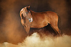 Arabian-Horse-Cross