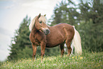 Icelandic-Horse-Shetty