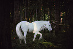 Frisian-Horse-Cross