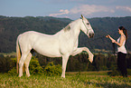 Frisian-Horse-Cross