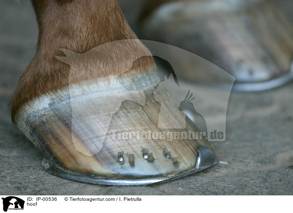 Pferdehufe / hoof / IP-00536