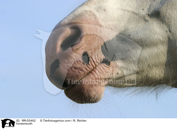 Pferdemaul / horsemouth / RR-05462